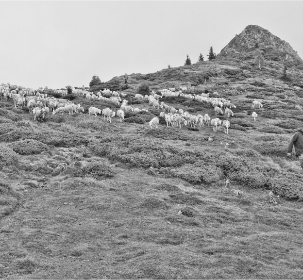 élevage d'agneaux tarasconnais à Sepx en Haute-Garonne 31