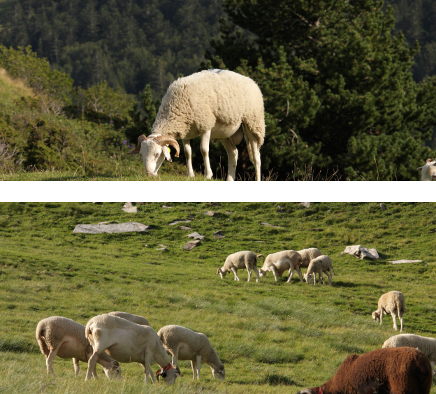 vente d'agneaux fermiers à Sepx en Haute-Garonne 31