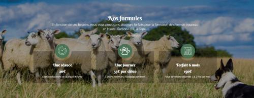 Stage chien de troupeau